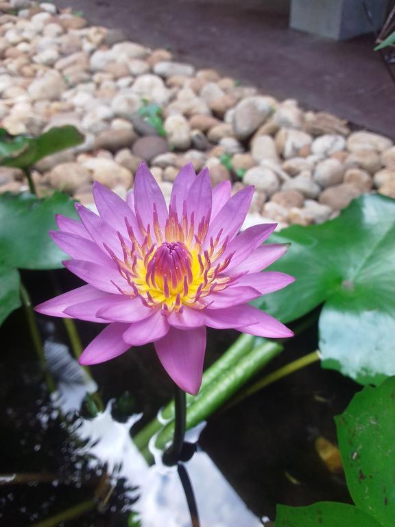 Serenity Villa Hikkaduwa Buitenkant foto